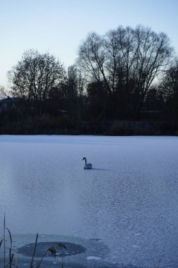 Aralık ayında genç, kahverengi, dilsiz bir kuğu Wuhlesee ya da Wuhlebecken buzunun üzerinde oturur. Dilsiz kuğu (