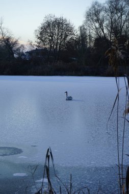 Aralık ayında genç, kahverengi, dilsiz bir kuğu Wuhlesee ya da Wuhlebecken buzunun üzerinde oturur. Dilsiz kuğu (