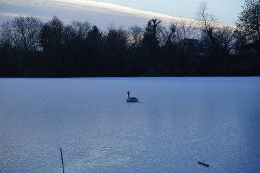 Aralık ayında genç, kahverengi, dilsiz bir kuğu Wuhlesee ya da Wuhlebecken buzunun üzerinde oturur. Dilsiz kuğu (