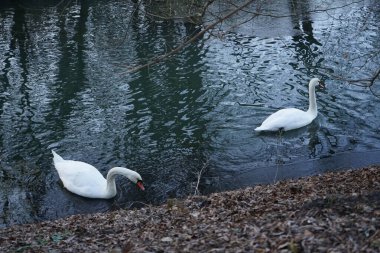Güzel, beyaz, dilsiz kuğular Aralık ayında Wuhle Nehri 'nde yüzerler. Dilsiz kuğu (