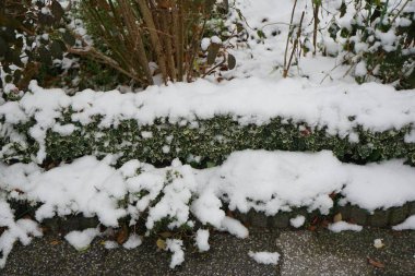 Kasım ayında Euonymus 'un serveti' Emerald Gaiety 'karın altında büyüyor. Euonymus fortune, kısaca Euonymus Fortune 's spindle (kısaca Euonymus fortune), çiçekli bir bitki türüdür. Berlin, Almanya