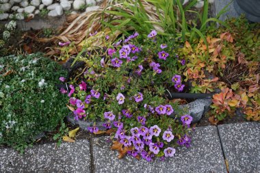 Impatiens Walleriana 'nın pembe kırmızı çiçekleri ve Calibrachoa' Kabare 'nin mor-sarı çiçekleri Kasım ayında açar. Calibrachoa, Solanaceae familyasından bir bitki cinsidir. Berlin, Almanya