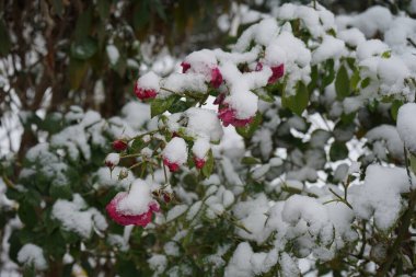 Shrub rose blooms with dark pink flowers under the snow in November. Rose is a woody perennial flowering plant of the genus Rosa, in the family Rosaceae. Berlin, Germany clipart