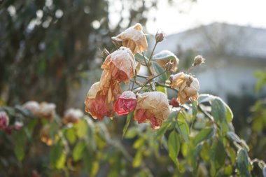 Çalı gülü aralık ayında karın altında koyu pembe çiçeklerle çiçek açar. Rose, Rosaceae familyasından, Rosa cinsine ait uzun ömürlü bir çiçek bitkisidir. Berlin, Almanya 