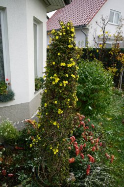 Metal piramidin üzerindeki Jasminum nudiflorum çalısı Kasım ayında karın altında sarı çiçeklerle çiçek açar. Jasminum nudiflorum, kış yasemini, ince ve yaprak döken bir çalıdır. Berlin, Almanya