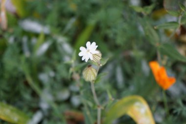 Silene latifolia subsp. alba blooms in November. Silene latifolia subsp. alba, formerly Melandrium album, the white campion is a dioecious flowering plant in the family Caryophyllaceae. Berlin, Germany clipart