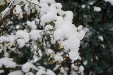 Kasım ayında beyaz meyveli Symphoricarpos albusu büyür. Symphoricarpos albus, hanımeli familyasından yaygın olarak bilinen bir bitki türüdür. Berlin, Almanya. 