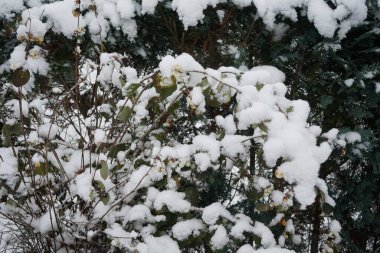 Kasım ayında beyaz meyveli Symphoricarpos albusu büyür. Symphoricarpos albus, hanımeli familyasından yaygın olarak bilinen bir bitki türüdür. Berlin, Almanya. 