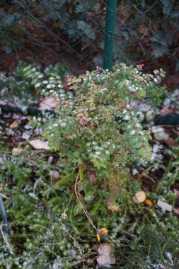 Symphoricarpos x door enbosii 'Magic Berry' Kasım ayında karın altında pembe meyvelerle yetişir. Symphoricarpos, Caprifoliaceae familyasından bir çalı türü. Berlin, Almanya