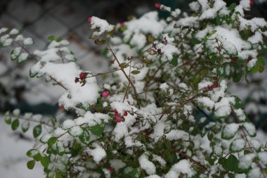 Symphoricarpos x door enbosii 'Magic Berry' aralık ayında karın altında pembe meyvelerle yetişir. Symphoricarpos, Caprifoliaceae familyasından bir çalı türü. Berlin, Almanya 