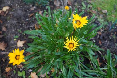 Gazania linearis blooms in November. Gazania linearis is a species of flowering plant in the family Asteraceae, with thin linear leaves. Berlin, Germany. clipart