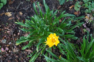 Gazania linearis blooms in November. Gazania linearis is a species of flowering plant in the family Asteraceae, with thin linear leaves. Berlin, Germany. clipart