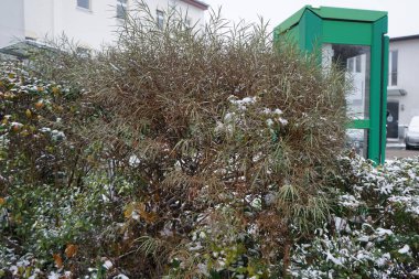 Salix rosmarinifolia çalısı Aralık ayında karın altında yetişir. Salix rosmarinifolia, Salicaceae familyasına ait bir söğüt türüdür. Berlin, Almanya 