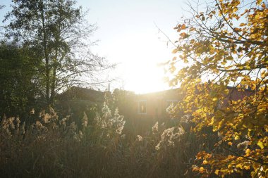 Güneş, Kasım ayında sonbahar bitkileriyle çevrili sığ Wuhle Nehri üzerinde parlar. Wuhle, Spree 'ye küçük bir sağ yaka haracı. Berlin, Almanya.