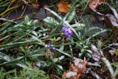 Tradescantia virginiana Kasım ayında kar altında yetişir. Tradescantia, inchplant, gezgin yahudi, örümcek otu ve gün çiçeği, Commelinaceae familyasına ait uzun ömürlü bir bitki cinsidir. Berlin, Almanya 