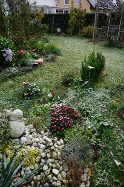 A bed of flowers and ornamental grasses growing under the snow in November in a garden. Berlin, Germany clipart