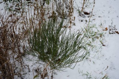 Cytisus Scoparius Aralık ayında karın altında büyüyor. Cytisus scoparius (Sarothamnus scoparius), Fabaceae familyasından bir çalı türü. Berlin, Almanya