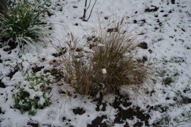 Cenchrus setaceus grows under the snow in December. Cenchrus setaceus, crimson fountaingrass, is a perennial bunch of grass. Berlin, Germany clipart