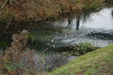 Mallard ördekleri Kasım ayında Wuhle Nehri 'nde yaşar. Yaban ördeği (