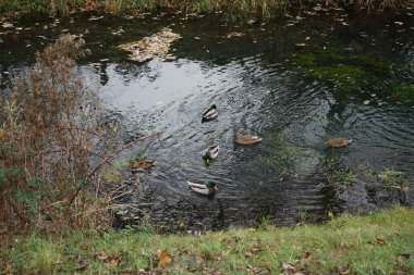 Mallard ördekleri Kasım ayında Wuhle Nehri 'nde yaşar. Yaban ördeği (