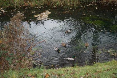 Mallard ördekleri Kasım ayında Wuhle Nehri 'nde yaşar. Yaban ördeği (