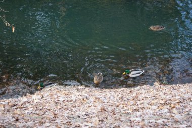 Mallard ördekleri Aralık ayında Wuhle Nehri 'nde yaşar. Yaban ördeği (