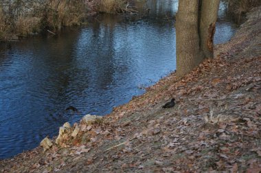 Aralık ayında Gallinula kloropus kuşları dar bir Wuhle nehrinin yakınında yaşar. Dağ tavuğu (