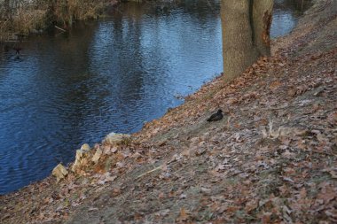 Aralık ayında Gallinula kloropus kuşları dar bir Wuhle nehrinin yakınında yaşar. Dağ tavuğu (
