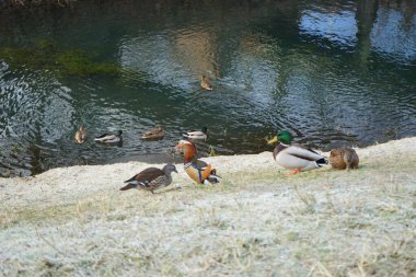 Mallard, Aralık ayında Anas platyrhynchos ve Mandarin ördekleri Aix galericulata 'da Wuhle Nehri' nde yaşar. Yaban ördeği (