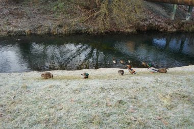 Mallard, Aralık ayında Anas platyrhynchos ve Mandarin ördekleri Aix galericulata 'da Wuhle Nehri' nde yaşar. Yaban ördeği (