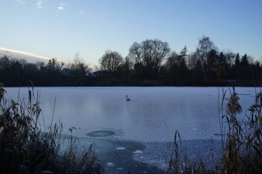 Aralık ayında genç, kahverengi, dilsiz bir kuğu Wuhlesee ya da Wuhlebecken buzunun üzerinde oturur. Dilsiz kuğu (