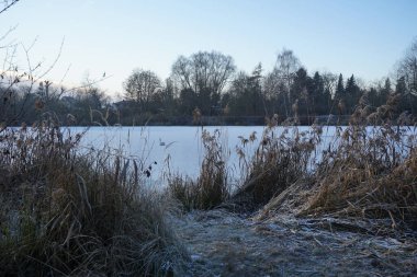 Aralık ayında genç, kahverengi, dilsiz bir kuğu Wuhlesee ya da Wuhlebecken buzunun üzerinde oturur. Dilsiz kuğu (