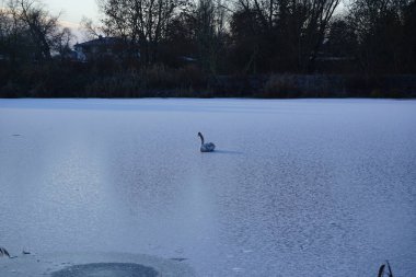 Aralık ayında genç, kahverengi, dilsiz bir kuğu Wuhlesee ya da Wuhlebecken buzunun üzerinde oturur. Dilsiz kuğu (