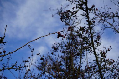 Krataegus monogyna ve koyu kırmızı meyveler Aralık ayında yetişir. Crataegus monogyna, gülgiller (Rosaceae) familyasından bir kuş türü. Berlin, Almanya 