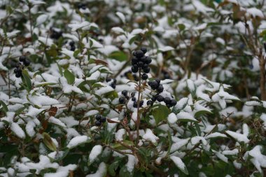 Ligustrum vulgare çalısı Aralık ayında karın altında yetişir. Ligustrum vulgare, kısaca Ligustrum vulgare, Ligustrum cinsinin bir türüdür. Berlin, Almanya 