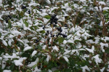 Ligustrum vulgare çalısı Aralık ayında karın altında yetişir. Ligustrum vulgare, kısaca Ligustrum vulgare, Ligustrum cinsinin bir türüdür. Berlin, Almanya 
