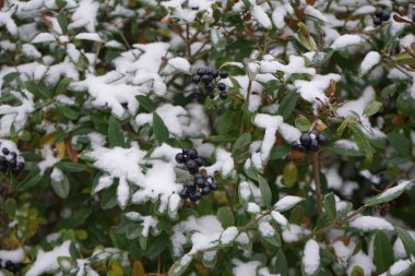 Ligustrum vulgare çalısı Aralık ayında karın altında yetişir. Ligustrum vulgare, kısaca Ligustrum vulgare, Ligustrum cinsinin bir türüdür. Berlin, Almanya 