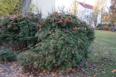 Turuncu Pyracantha meyveleri Kasım ayında yetişir. Pyracantha, gülgiller (Rosaceae) familyasından büyük ve dikenli bir çalı cinsidir. Berlin, Almanya 