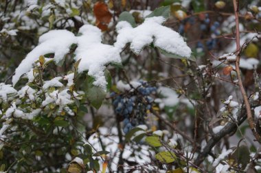 Aralık ayında kar altında meyveli Berberis aquifolium büyür. Berberis aquifolium, Berberidaceae familyasından bir bitki türü. Berlin, Almanya 