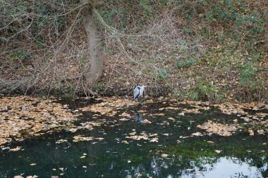 Gri balıkçıl Kasım ayında Wuhle Nehri 'nde yaşar. Ardea cinerea balıkçılgiller (Ardeidae) familyasından yırtıcı bir kuş türü. Berlin, Almanya 