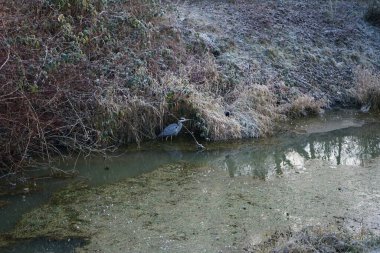 Kapüşonlu karga Corvus Cornix ve gri balıkçıl Ardea Cinerea Aralık ayında Wuhle Nehri 'nde yaşarlar. Ardea cinerea balıkçılgiller (Ardeidae) familyasından yırtıcı bir kuş türü. Berlin, Almanya 