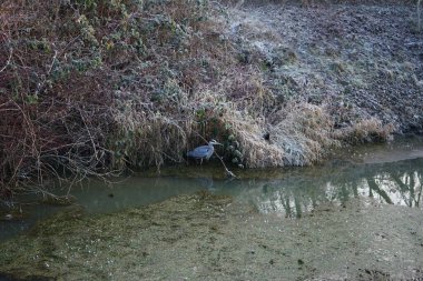 Kapüşonlu karga Corvus Cornix ve gri balıkçıl Ardea Cinerea Aralık ayında Wuhle Nehri 'nde yaşarlar. Ardea cinerea balıkçılgiller (Ardeidae) familyasından yırtıcı bir kuş türü. Berlin, Almanya 