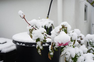 İngiliz gülü, Rosa 'James Galway', Kasım ayında kar altında çiçek açar. Nefis bir kokusu olan etkileyici derecede güzel Rosette çiçekleri. Berlin, Almanya.  