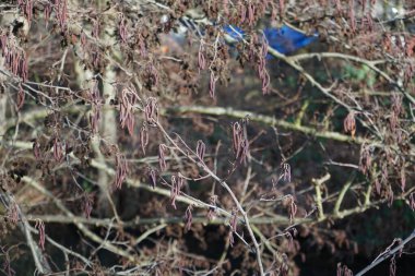 Alnus glutinosa Aralık ayında Wuhle Nehri kıyısında yetişir. Alnus glutinosa, Betulaceae familyasından bir ağaç türüdür (