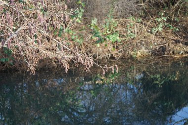 Alnus glutinosa Aralık ayında Wuhle Nehri kıyısında yetişir. Alnus glutinosa, Betulaceae familyasından bir ağaç türüdür (
