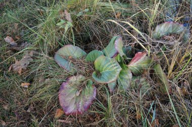 Bergenia crassifolia Aralık ayında büyür. Bergenia (fil kulaklı saksafon), Saxifragaceae familyasından on tür bitki türü. Berlin, Almanya