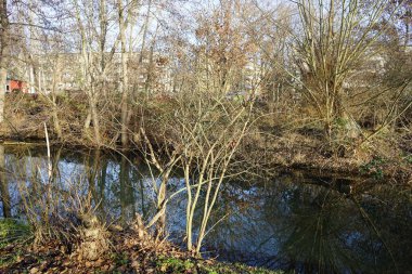 Euonymus europaeus Aralık ayında büyür. Euonymus europaeus, Çelikgiller (Celastraceae) familyasından bir bitki türü. Berlin, Almanya