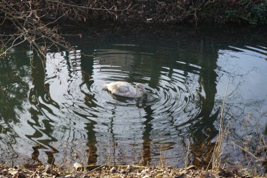 Aralık ayında genç beyaz dilsiz bir kuğu Wuhle Nehri 'nde yüzer. Dilsiz kuğu (