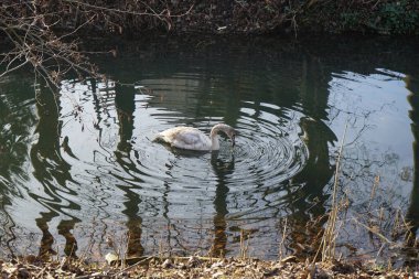 Aralık ayında genç beyaz dilsiz bir kuğu Wuhle Nehri 'nde yüzer. Dilsiz kuğu (