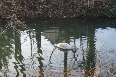 Aralık ayında genç beyaz dilsiz bir kuğu Wuhle Nehri 'nde yüzer. Dilsiz kuğu (
